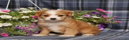 Cavapoo dogs for sale: BJs Wilma - Ad 2