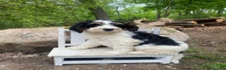 Bernedoodle dogs for sale: Scooby - Ad 10