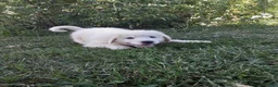 Great Pyrenees dogs for sale: Abilene - Ad 6