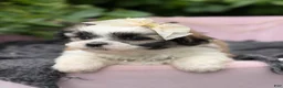 Malshi dogs for sale: Penelope  - Ad 3
