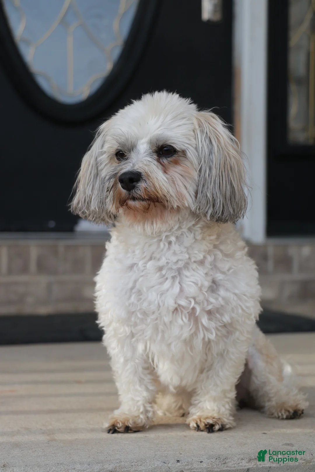 Havanese dogs for sale: Havanese 1 - Ad 1