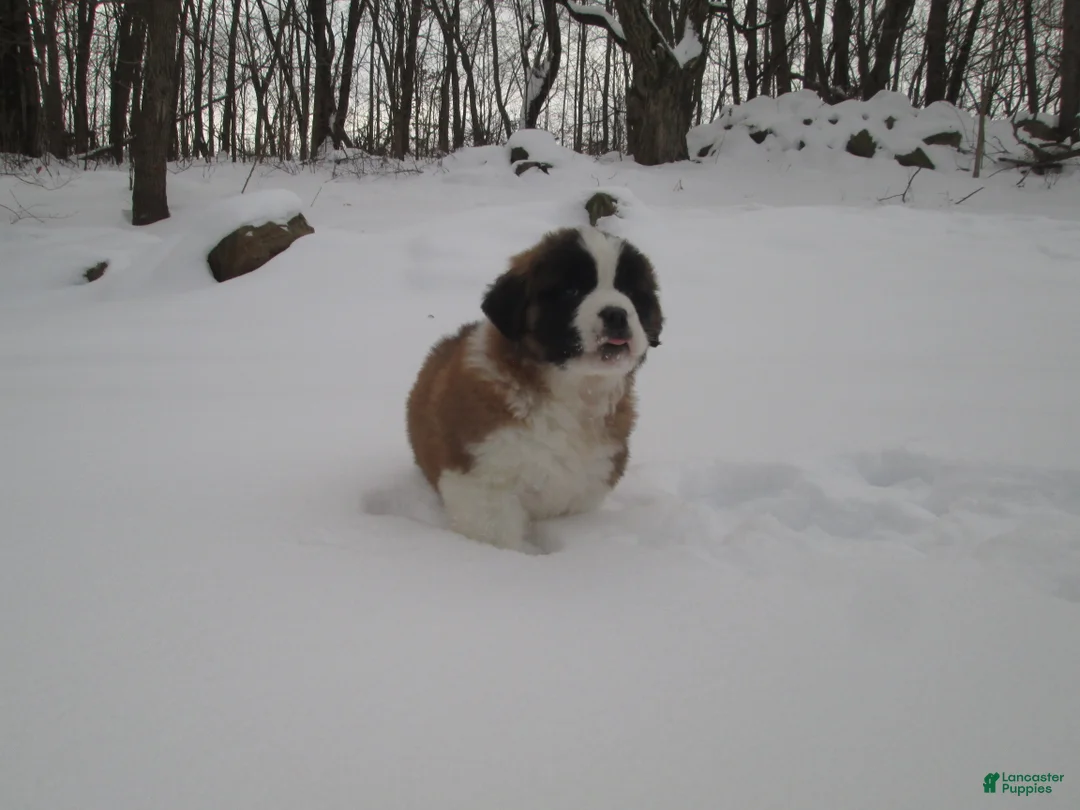 Saint Bernard dogs for sale: MISSY - Ad 4