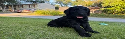 Goldendoodle dogs for sale: Avocado  - Ad 6