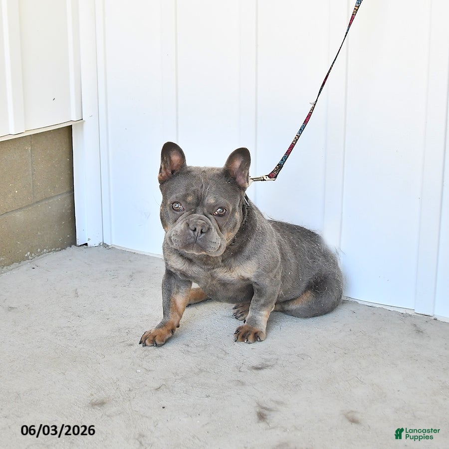 French Bulldog dogs for sale: Gracie - Ad 1