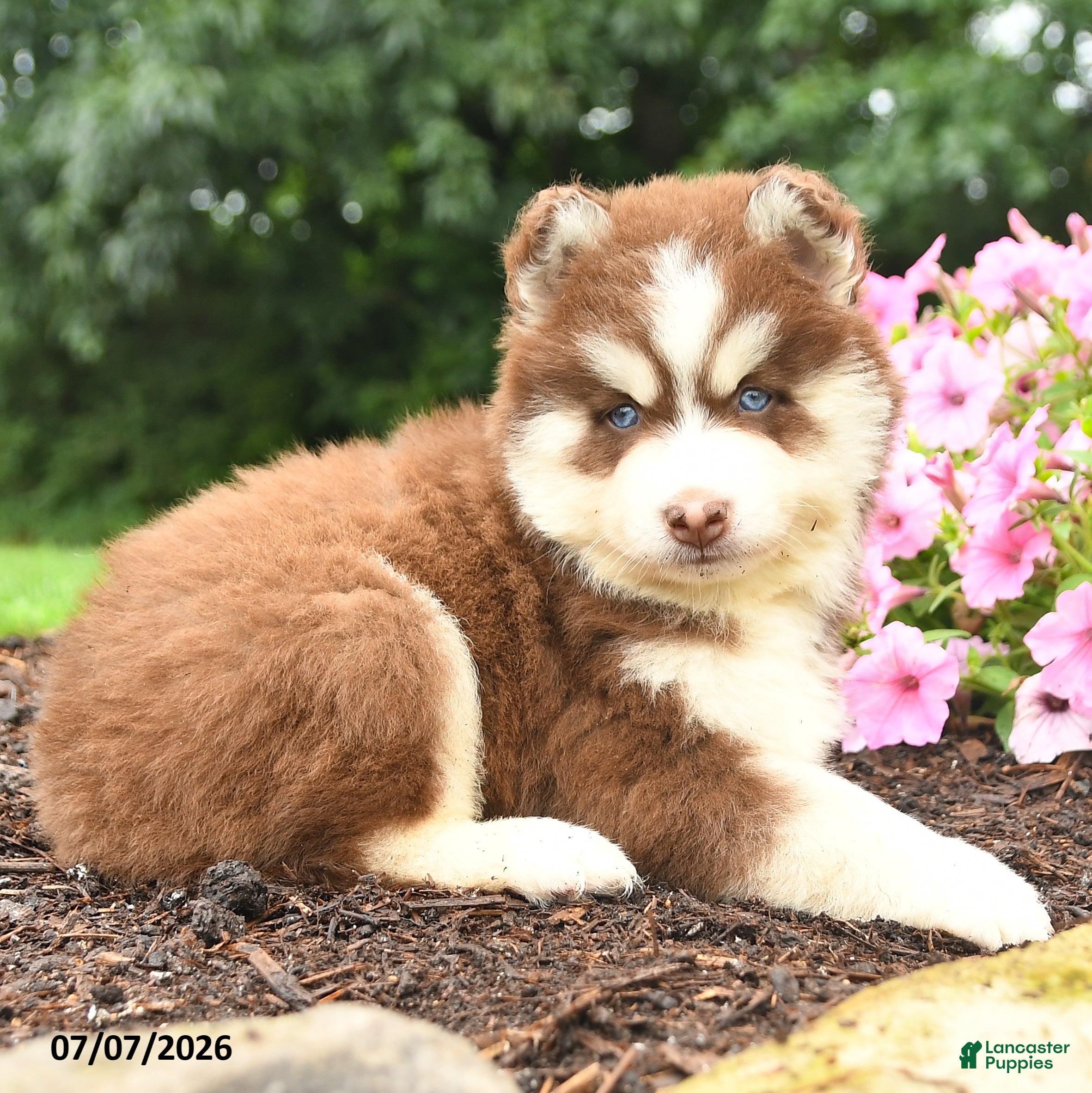 Pomsky dogs Elmer - Ad 2