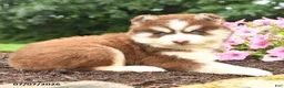 Pomsky dogs for sale: Elmer - Ad 2