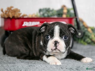 Boston Terrier dogs Laura - Ad 38