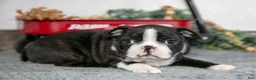 Boston Terrier dogs for sale: Laura - Ad 1