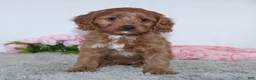Cockapoo dogs for sale: Kaila - Ad 2