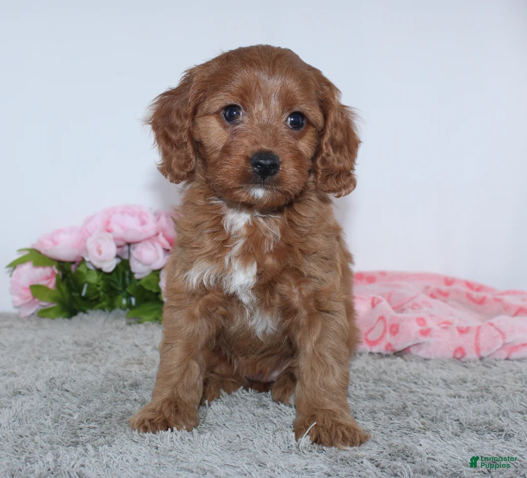 Cockapoo dogs for sale: Kaila - Ad 2