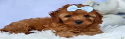 Cavapoo dogs for sale: TYSON - Ad 6