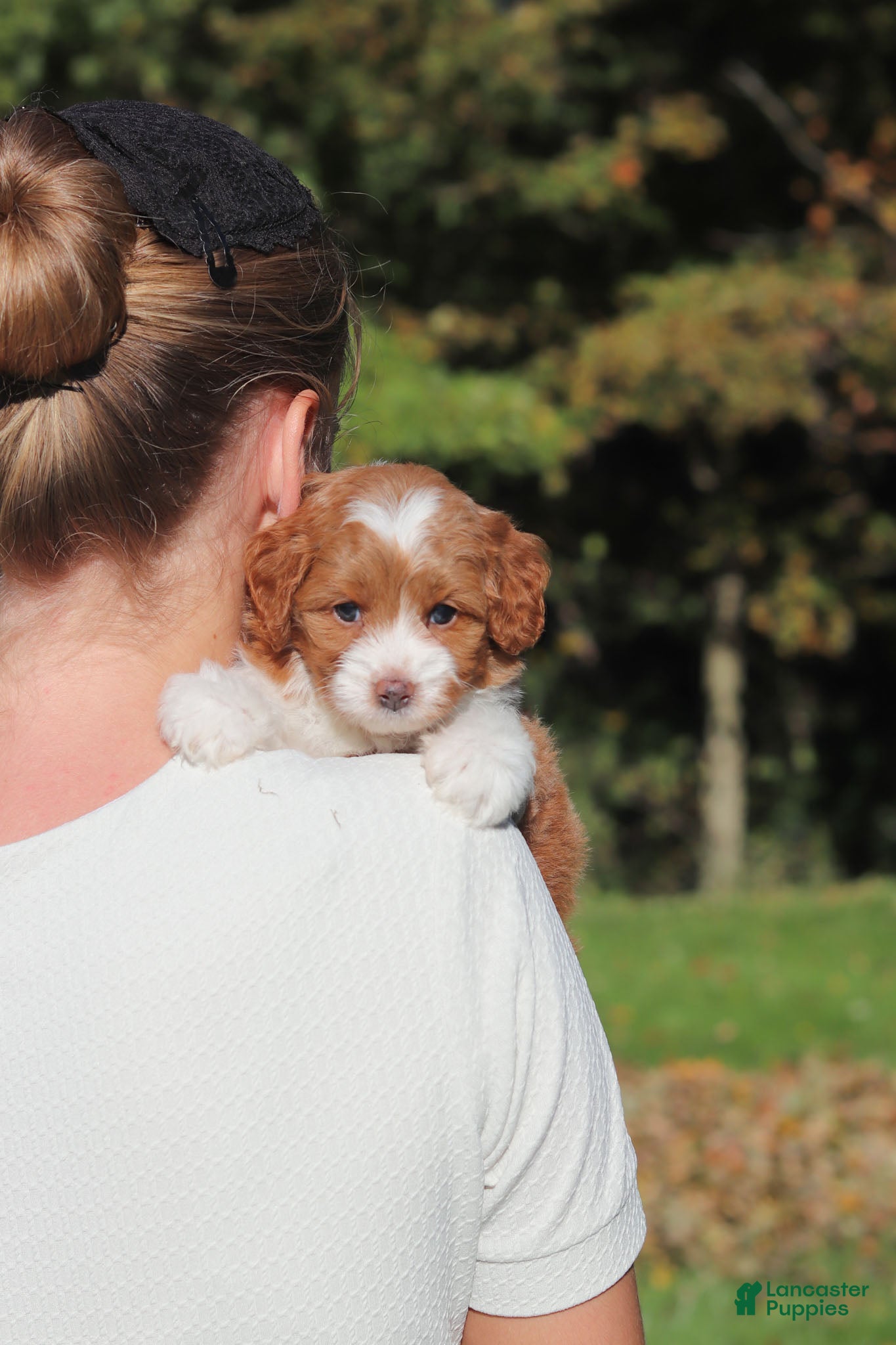 Cavapoo dogs Goldie - Ad 2