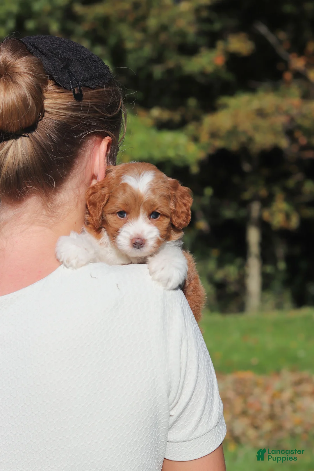 Cavapoo dogs for sale: Goldie - Ad 2