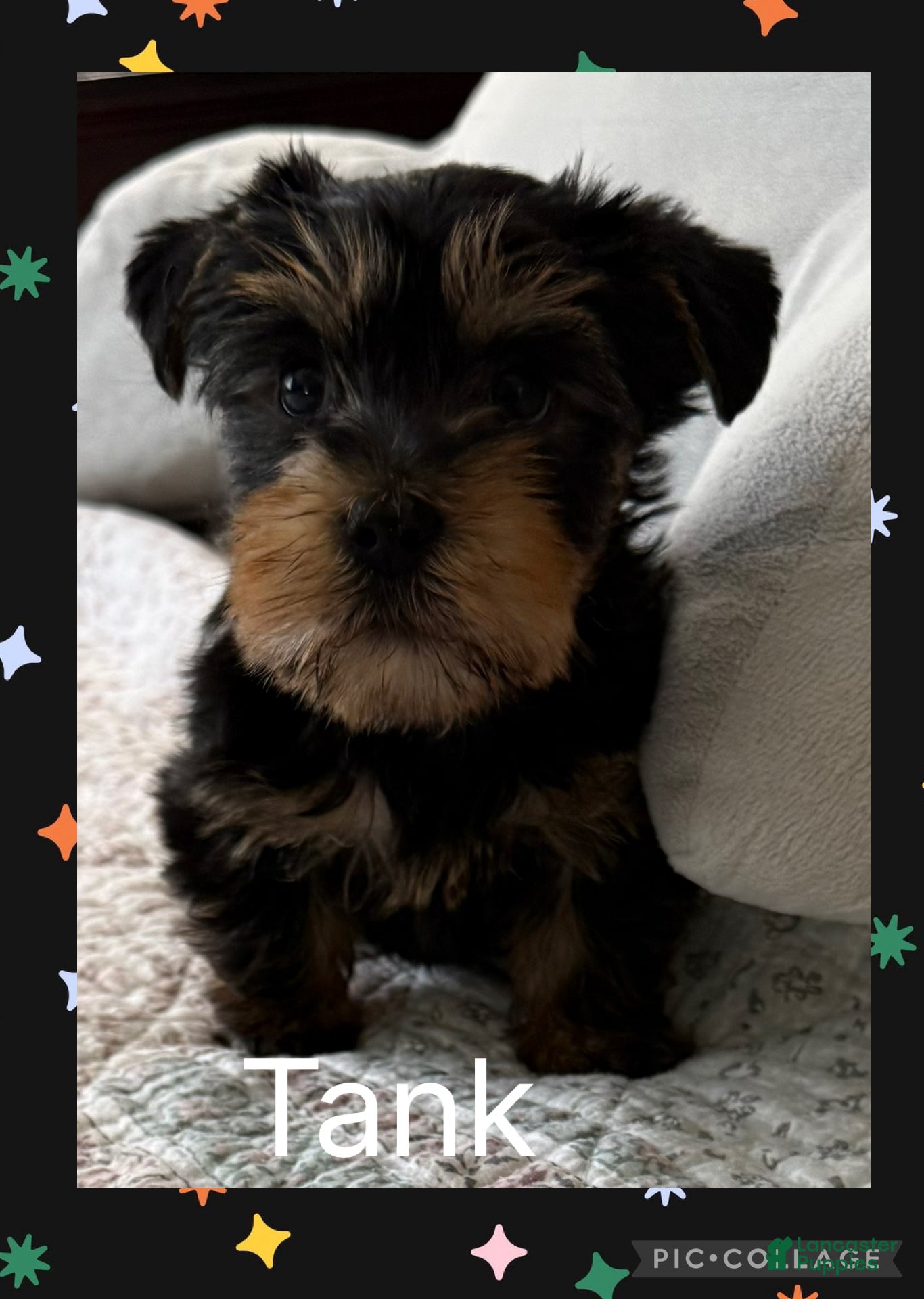 Yorkshire Terrier dogs Yorkshire Terrier Puppy 2 Tank - Ad 2