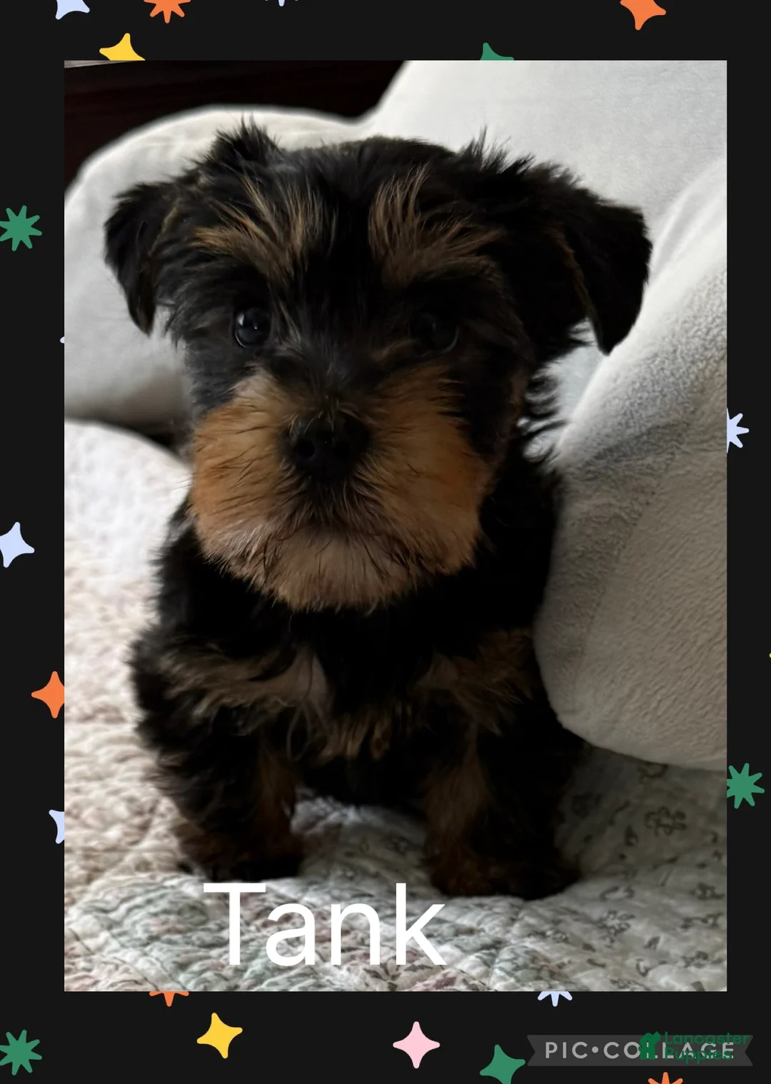 Yorkshire Terrier dogs for sale: Yorkshire Terrier Puppy 2 Tank - Ad 2