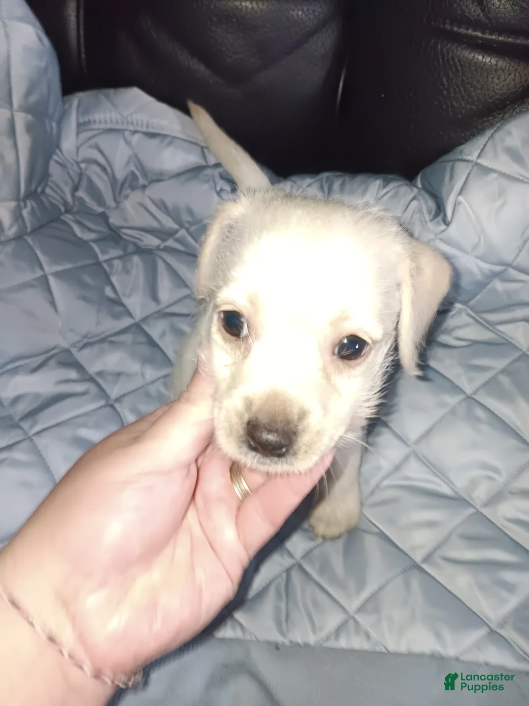 Soft Coated Wheaten Terrier dogs for sale: Soft Coated Wheaten Terrier 4 - Ad 2