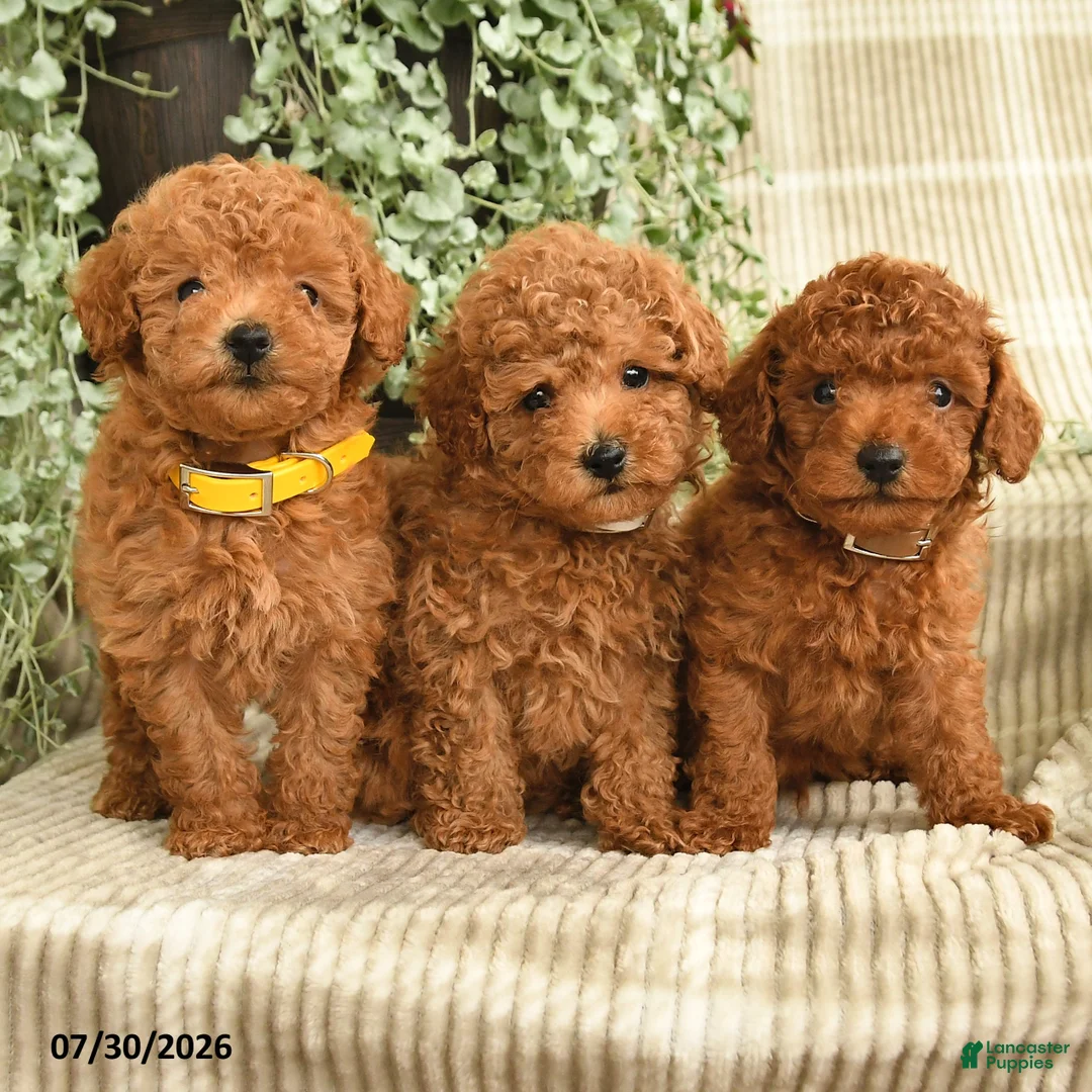 Miniature Poodle dogs for sale: Quinn - Ad 5