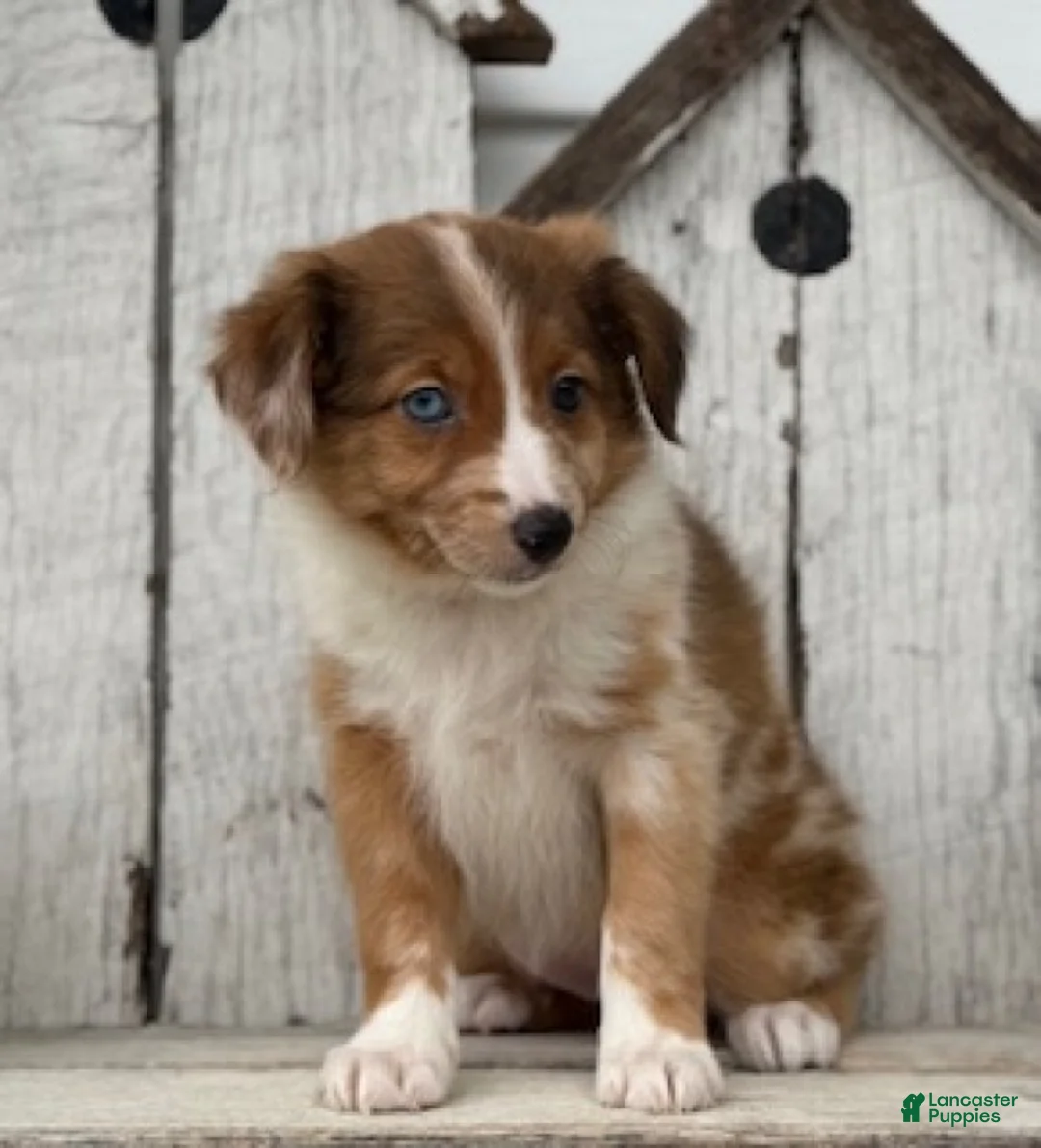 Mini Aussiedoodle dogs for sale: Sissy - Ad 2