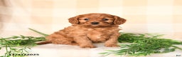 Cavapoo dogs for sale: Charlie - Ad 2