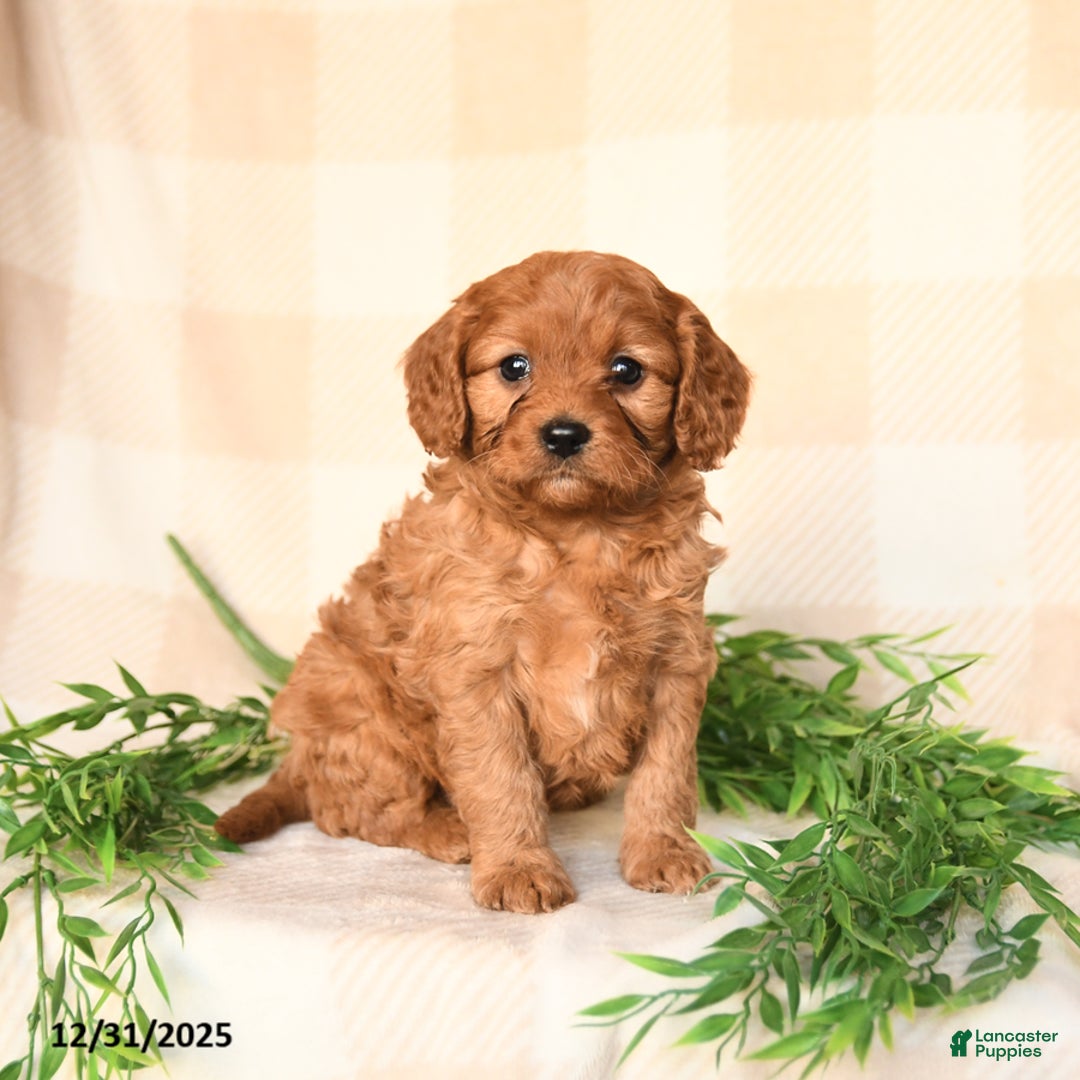 Cavapoo dogs for sale: Charlie - Ad 2