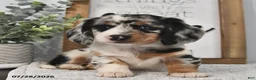 Miniature Dachshund dogs for sale: Kelsey - Ad 2