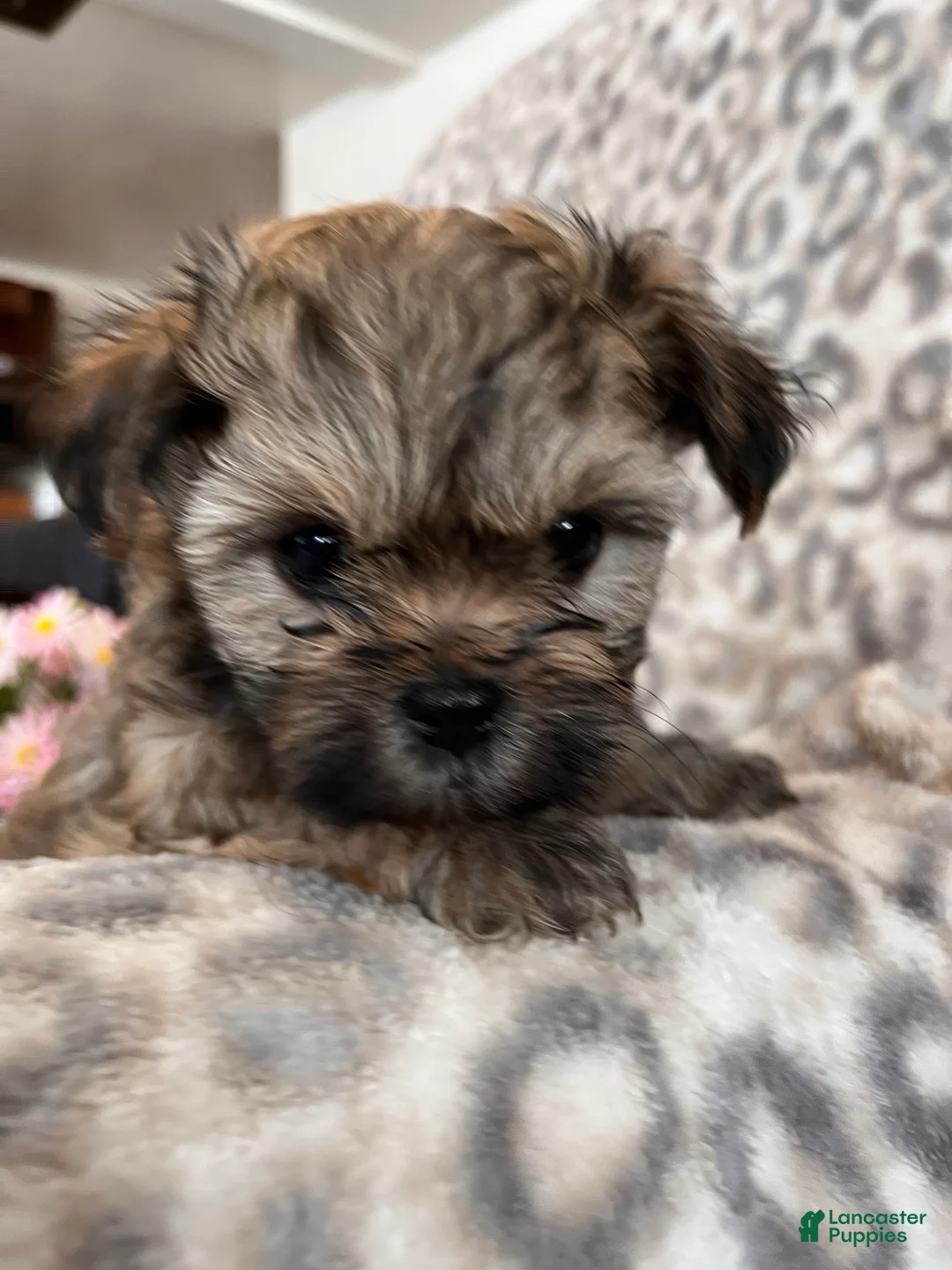 Teddy Bear dogs for sale: Teddy Bear Miley - Ad 4