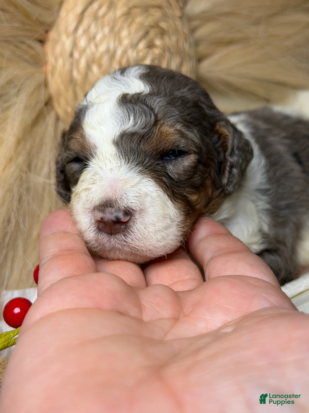 Mixed Breed dogs for sale: Cartier  - Ad 2