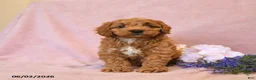 Cavapoo dogs for sale: Franklin - Ad 5