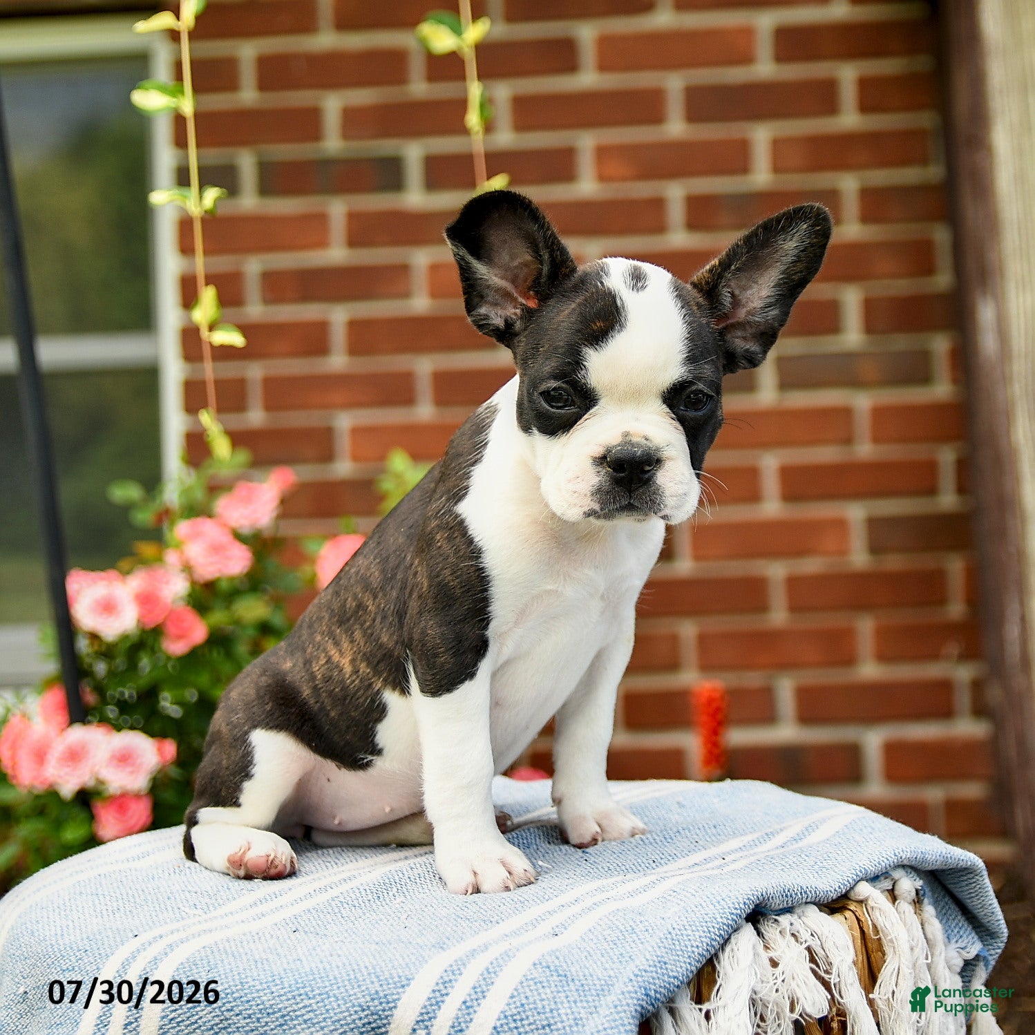 Frenchton dogs Diana - Ad 2