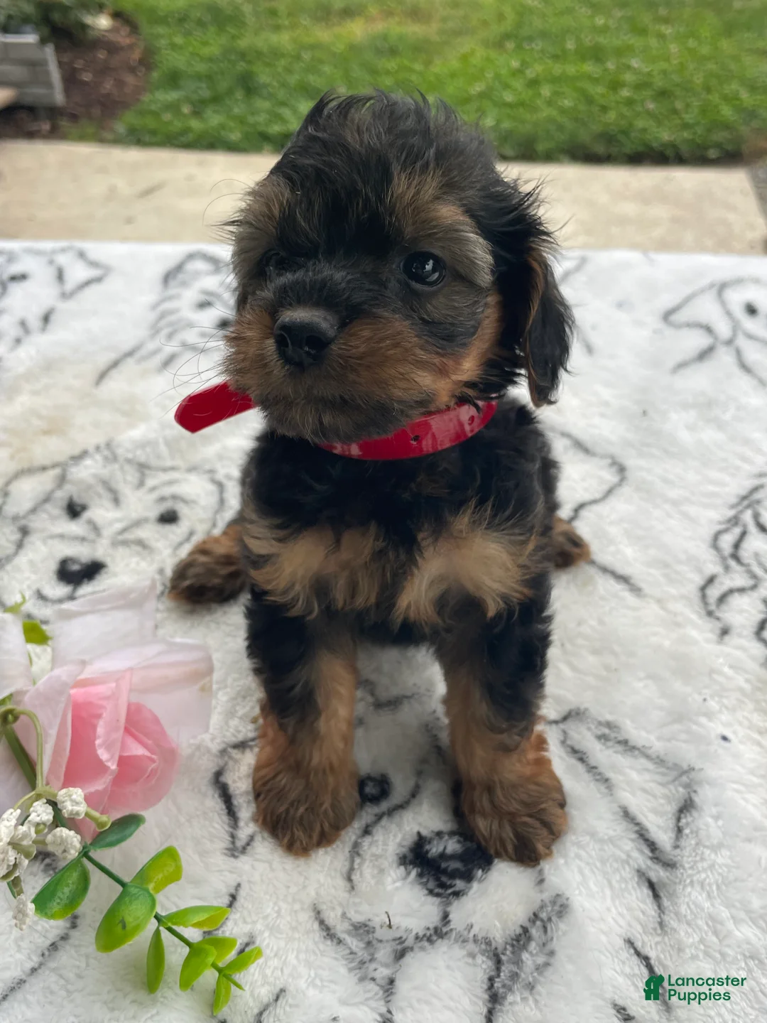 Yorkiepoo dogs for sale: Taz - Ad 2