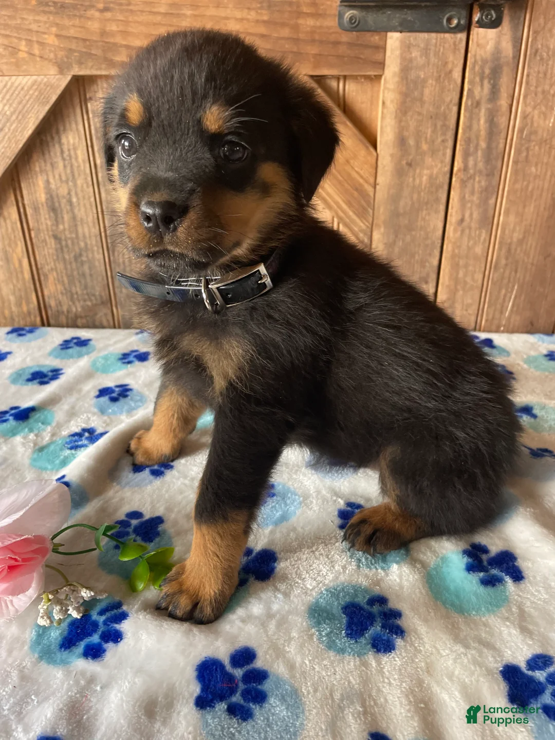 Rottweiler dogs for sale: Bella - Ad 1