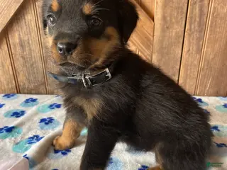 Rottweiler dogs Bella - Ad 22