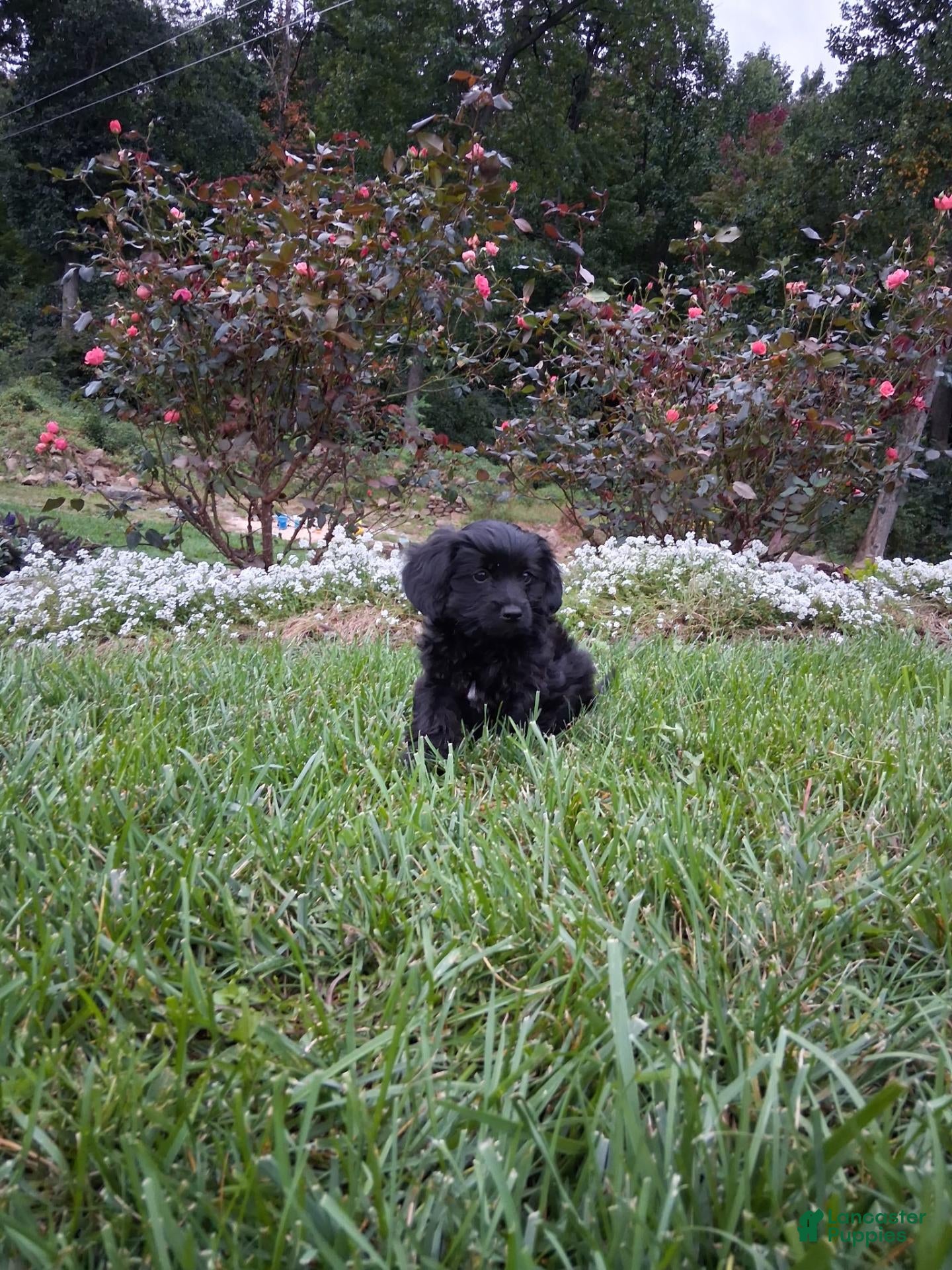 Yorkiepoo dogs Jet  - Ad 1
