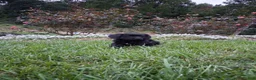 Yorkiepoo dogs for sale: Jet  - Ad 1