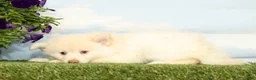 Pomsky dogs for sale: Krew - Ad 5
