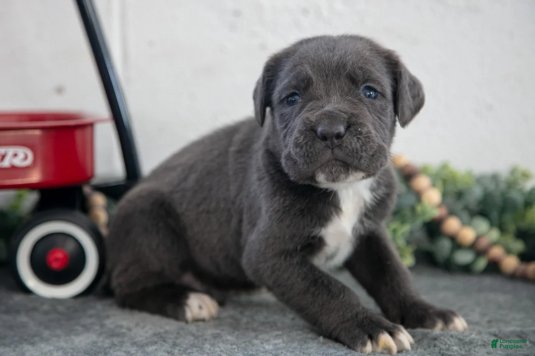 Cane Corso dogs for sale: Sap - Ad 1