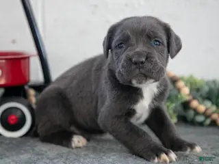 Cane Corso dogs Sap - Ad 22