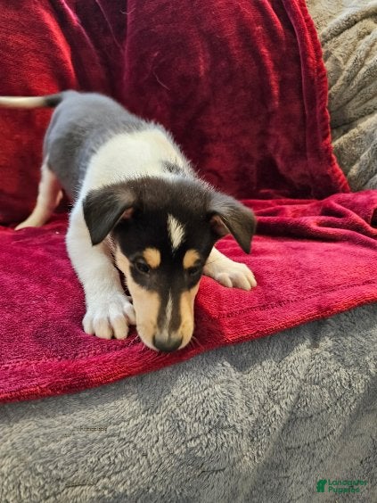 Collie dogs Girl  - Ad 1