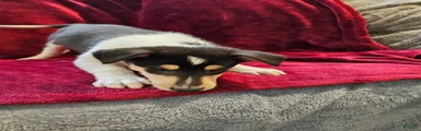 Una