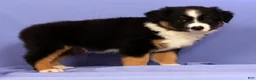 Miniature Australian Shepherd dogs for sale: Benny - Ad 3