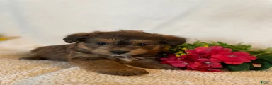 Bert