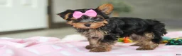 Yorkshire Terrier dogs for sale: Bella - Ad 7