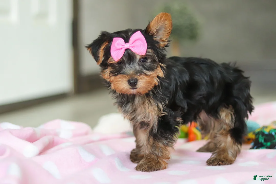 Yorkshire Terrier dogs for sale: Bella - Ad 7