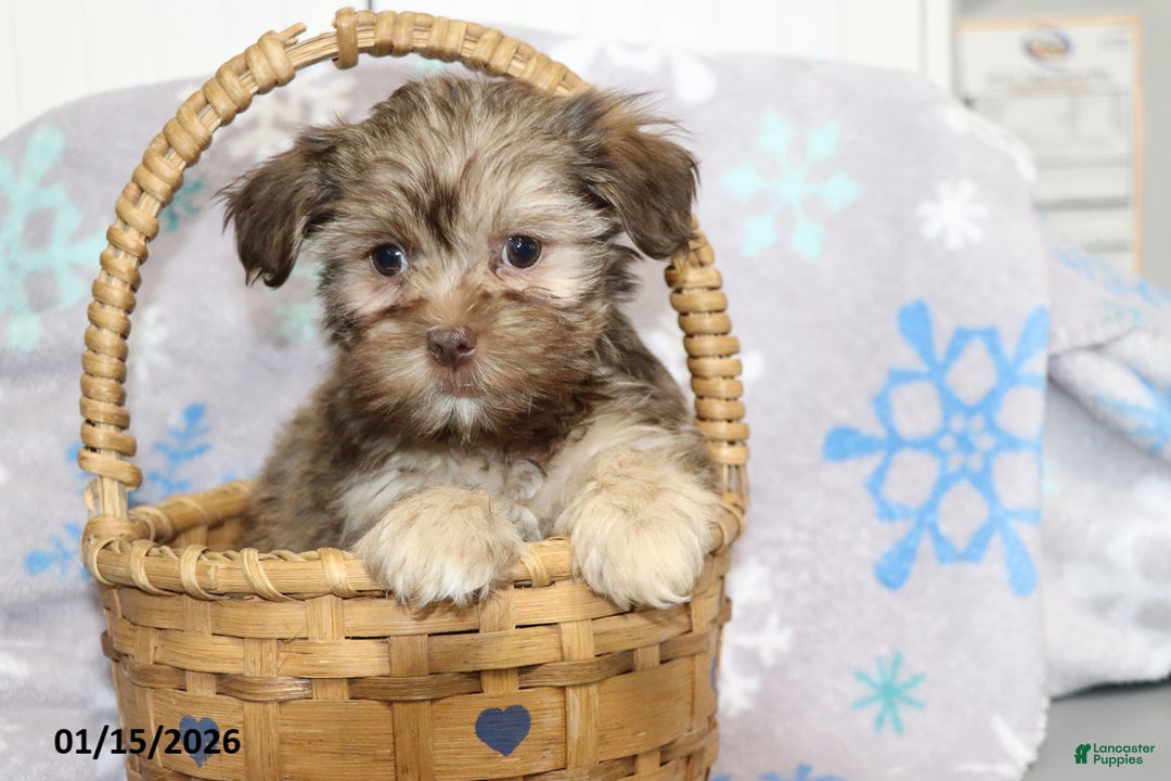 Shorkie dogs for sale: Angela - Ad 2