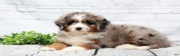 Mini Bernedoodle dogs for sale: Fido - Ad 5