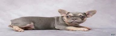 French Bulldog 3
