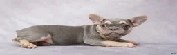 French Bulldog dogs for sale: French Bulldog 3 - Ad 1