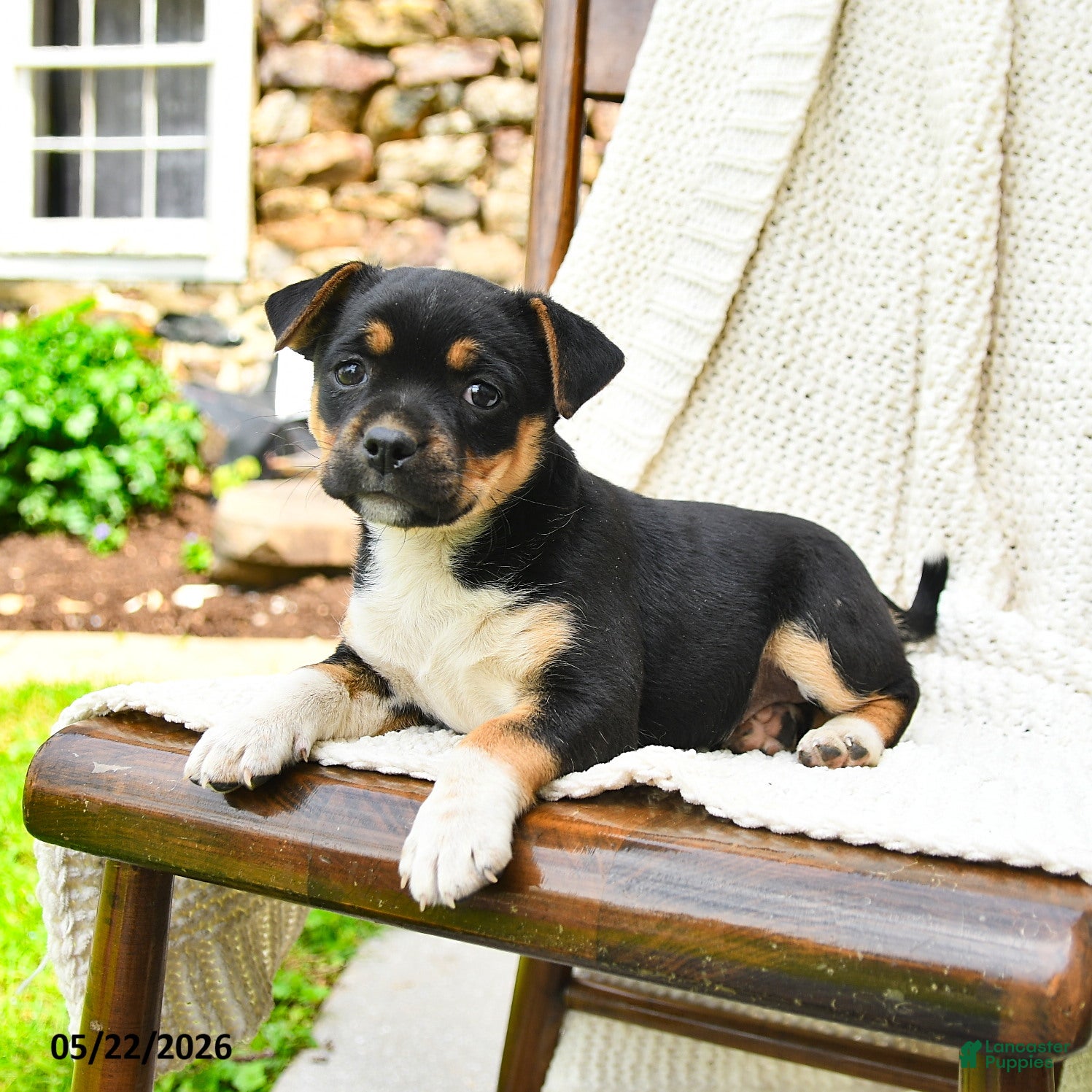 Mixed Breed dogs Helena - Ad 2