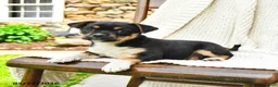 Mixed Breed dogs for sale: Helena - Ad 2