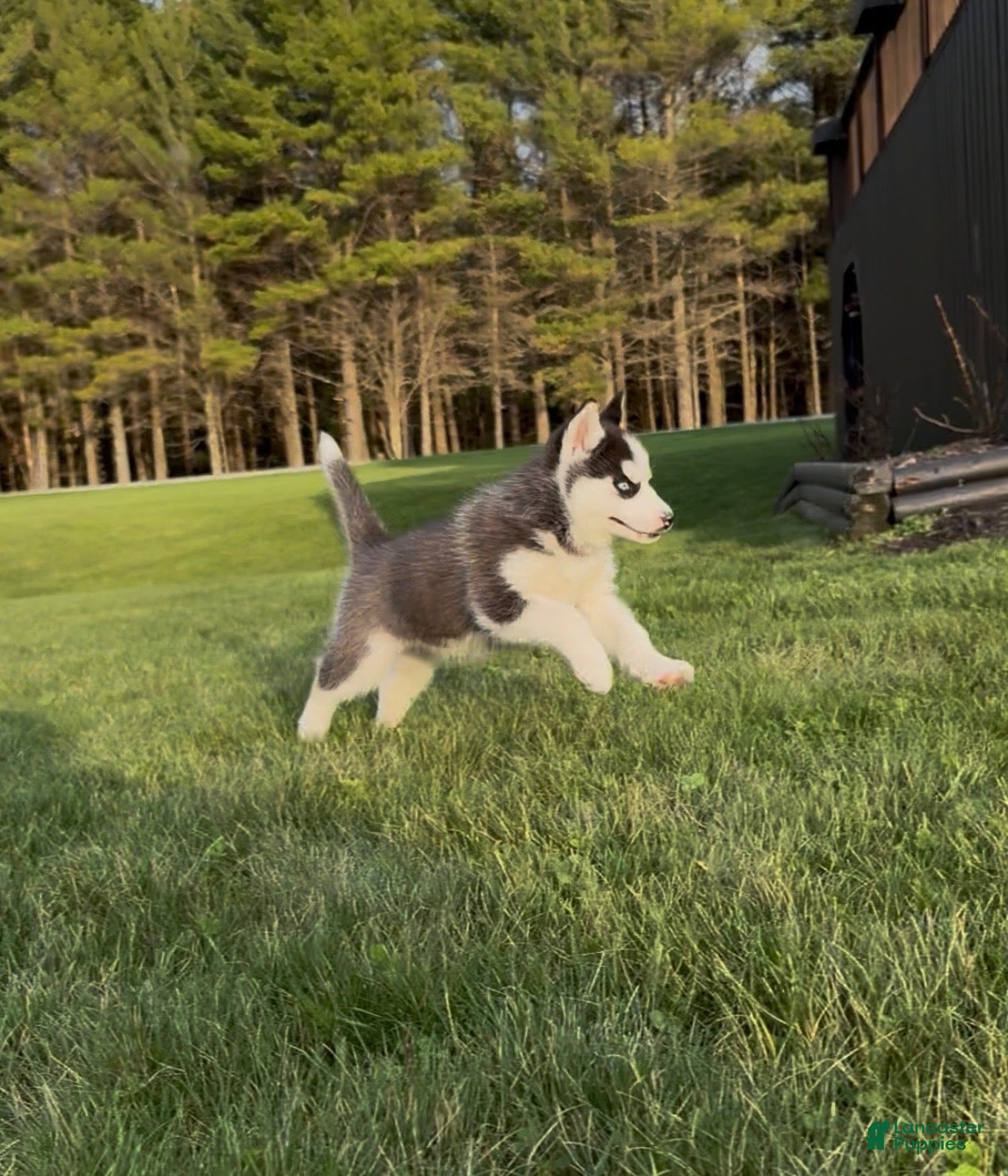 Siberian Husky dogs Beth - Ad 1